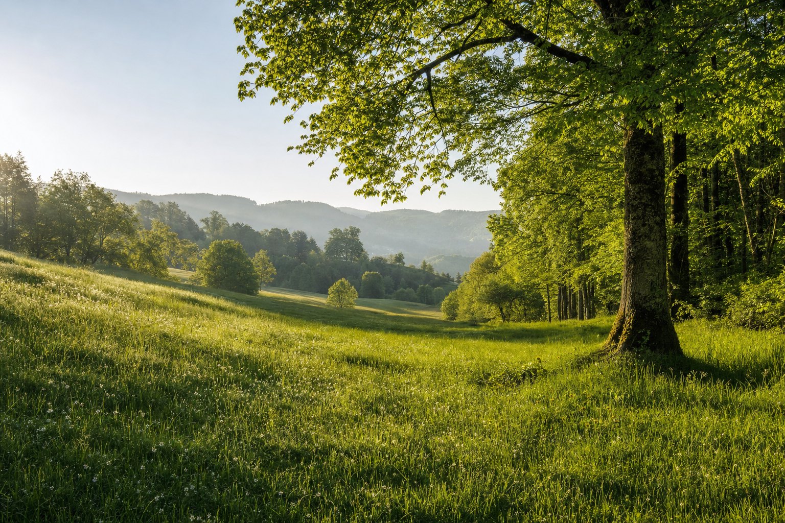 Ruhige Naturlandschaft mit hellem Licht als Sinnbild für Gesundheit und Balance
