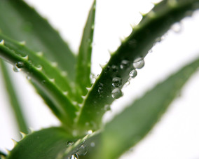 Frische, natürliche Lebensmittel als Sinnbild für ausgewogene Ernährung